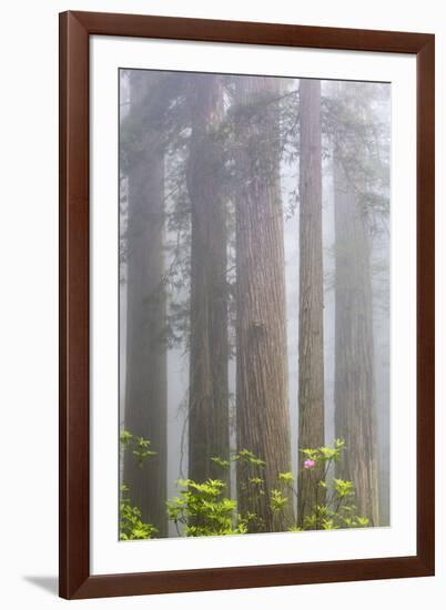 California, Del Norte Coast Redwoods State Park, redwood trees with rhododendrons-Jamie & Judy Wild-Framed Premium Photographic Print