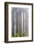 California, Del Norte Coast Redwoods State Park, redwood trees with rhododendrons-Jamie & Judy Wild-Framed Photographic Print