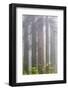 California, Del Norte Coast Redwoods State Park, redwood trees with rhododendrons-Jamie & Judy Wild-Framed Photographic Print