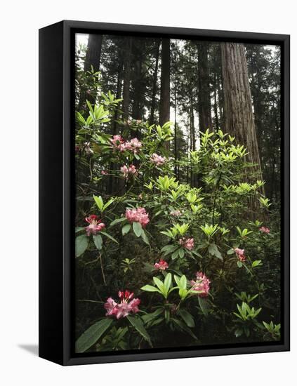 California, Del Norte Redwood Sp, Rhododendron in Coast Redwood Forest-Christopher Talbot Frank-Framed Stretched Canvas