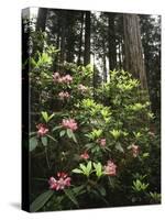 California, Del Norte Redwood Sp, Rhododendron in Coast Redwood Forest-Christopher Talbot Frank-Stretched Canvas