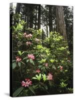 California, Del Norte Redwood Sp, Rhododendron in Coast Redwood Forest-Christopher Talbot Frank-Stretched Canvas