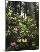 California, Del Norte Redwood Sp, Rhododendron in Coast Redwood Forest-Christopher Talbot Frank-Mounted Premium Photographic Print