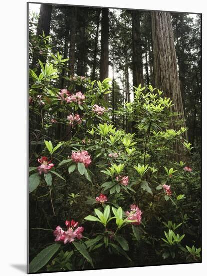 California, Del Norte Redwood Sp, Rhododendron in Coast Redwood Forest-Christopher Talbot Frank-Mounted Premium Photographic Print