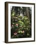 California, Del Norte Redwood Sp, Rhododendron in Coast Redwood Forest-Christopher Talbot Frank-Framed Photographic Print