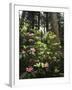 California, Del Norte Redwood Sp, Rhododendron in Coast Redwood Forest-Christopher Talbot Frank-Framed Photographic Print