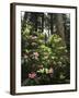 California, Del Norte Redwood Sp, Rhododendron in Coast Redwood Forest-Christopher Talbot Frank-Framed Photographic Print