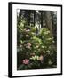 California, Del Norte Redwood Sp, Rhododendron in Coast Redwood Forest-Christopher Talbot Frank-Framed Photographic Print