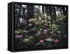 California, Del Norte Redwood Sp, Rhododendron in Coast Redwood Forest-Christopher Talbot Frank-Framed Stretched Canvas