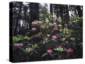 California, Del Norte Redwood Sp, Rhododendron in Coast Redwood Forest-Christopher Talbot Frank-Stretched Canvas