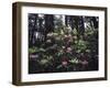 California, Del Norte Redwood Sp, Rhododendron in Coast Redwood Forest-Christopher Talbot Frank-Framed Photographic Print