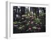 California, Del Norte Redwood Sp, Rhododendron in Coast Redwood Forest-Christopher Talbot Frank-Framed Photographic Print