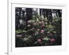 California, Del Norte Redwood Sp, Rhododendron in Coast Redwood Forest-Christopher Talbot Frank-Framed Photographic Print