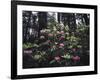 California, Del Norte Redwood Sp, Rhododendron in Coast Redwood Forest-Christopher Talbot Frank-Framed Photographic Print