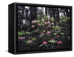 California, Del Norte Redwood Sp, Rhododendron in Coast Redwood Forest-Christopher Talbot Frank-Framed Stretched Canvas