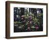 California, Del Norte Redwood Sp, Rhododendron in Coast Redwood Forest-Christopher Talbot Frank-Framed Photographic Print