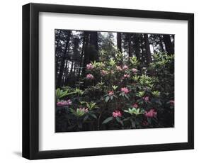 California, Del Norte Redwood Sp, Rhododendron in Coast Redwood Forest-Christopher Talbot Frank-Framed Photographic Print