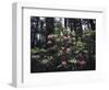 California, Del Norte Redwood Sp, Rhododendron in Coast Redwood Forest-Christopher Talbot Frank-Framed Photographic Print