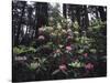 California, Del Norte Redwood Sp, Rhododendron in Coast Redwood Forest-Christopher Talbot Frank-Stretched Canvas