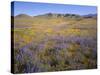 California, Douglas Lupine, California Poppy-John Barger-Stretched Canvas