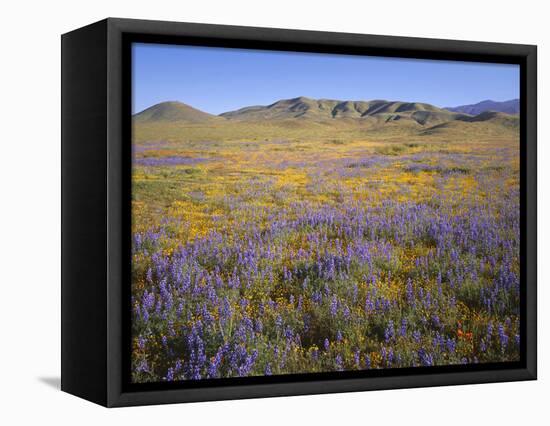 California, Douglas Lupine, California Poppy-John Barger-Framed Stretched Canvas