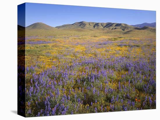 California, Douglas Lupine, California Poppy-John Barger-Stretched Canvas