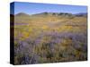 California, Douglas Lupine, California Poppy-John Barger-Stretched Canvas