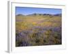 California, Douglas Lupine, California Poppy-John Barger-Framed Photographic Print