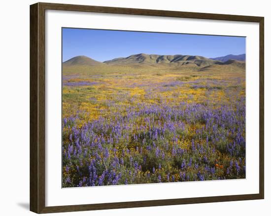 California, Douglas Lupine, California Poppy-John Barger-Framed Photographic Print