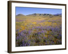 California, Douglas Lupine, California Poppy-John Barger-Framed Photographic Print