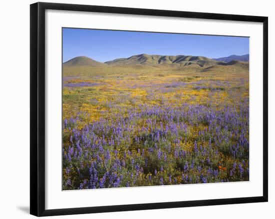 California, Douglas Lupine, California Poppy-John Barger-Framed Photographic Print