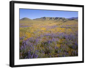 California, Douglas Lupine, California Poppy-John Barger-Framed Photographic Print