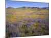 California, Douglas Lupine, California Poppy-John Barger-Mounted Photographic Print