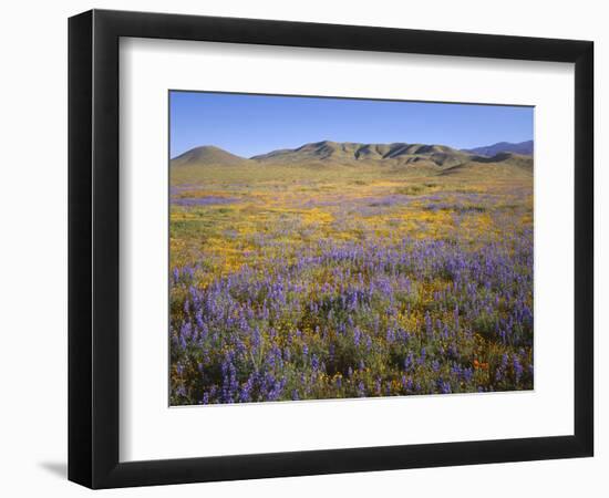 California, Douglas Lupine, California Poppy-John Barger-Framed Photographic Print