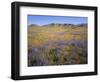 California, Douglas Lupine, California Poppy-John Barger-Framed Photographic Print