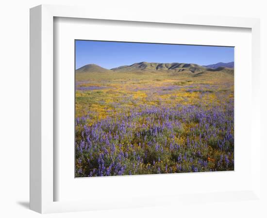 California, Douglas Lupine, California Poppy-John Barger-Framed Photographic Print