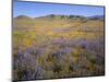 California, Douglas Lupine, California Poppy-John Barger-Mounted Photographic Print