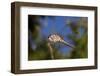 California. Dragonfly on Stem-Jaynes Gallery-Framed Photographic Print