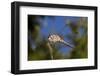 California. Dragonfly on Stem-Jaynes Gallery-Framed Photographic Print