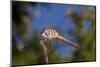 California. Dragonfly on Stem-Jaynes Gallery-Mounted Photographic Print
