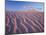 California, Dumont Dunes in the Mojave Desert at Sunset-Christopher Talbot Frank-Mounted Premium Photographic Print