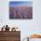 California, Dumont Dunes in the Mojave Desert at Sunset-Christopher Talbot Frank-Photographic Print displayed on a wall