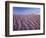 California, Dumont Dunes in the Mojave Desert at Sunset-Christopher Talbot Frank-Framed Photographic Print