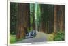 California - Dyerville Flat Scene on the Redwood Highway-Lantern Press-Stretched Canvas