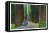 California - Dyerville Flat Scene on the Redwood Highway-Lantern Press-Framed Stretched Canvas