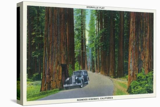 California - Dyerville Flat Scene on the Redwood Highway-Lantern Press-Stretched Canvas