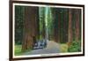 California - Dyerville Flat Scene on the Redwood Highway-Lantern Press-Framed Art Print