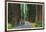 California - Dyerville Flat Scene on the Redwood Highway-Lantern Press-Framed Art Print