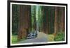 California - Dyerville Flat Scene on the Redwood Highway-Lantern Press-Framed Art Print