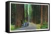 California - Dyerville Flat Scene on the Redwood Highway-Lantern Press-Framed Stretched Canvas